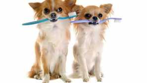 Всичко, което собственикът трябва да знае за зъбите на чихуахуа